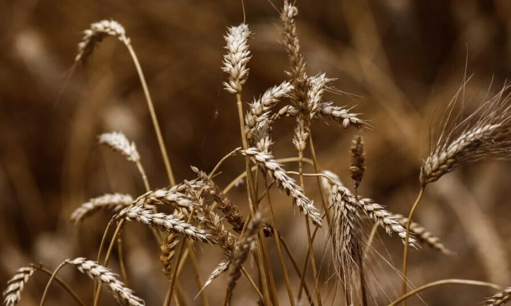 Η Ρωσία απέσπασε τουλάχιστον 400.000 τόνους σιτηρών από το κατεχόμενο τμήμα της Ουκρανίας